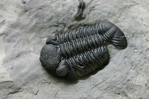 Trilobite3