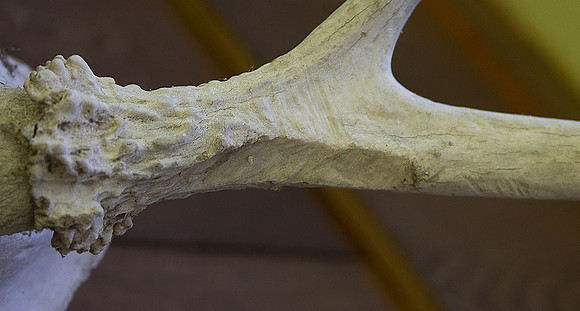 antler-chewed2