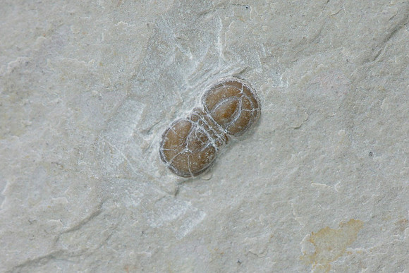 trilobite2