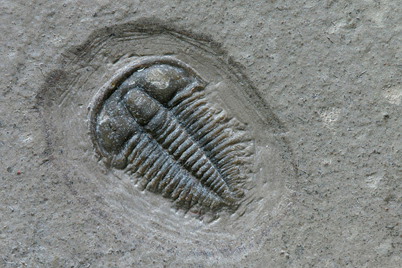 Trilobite1
