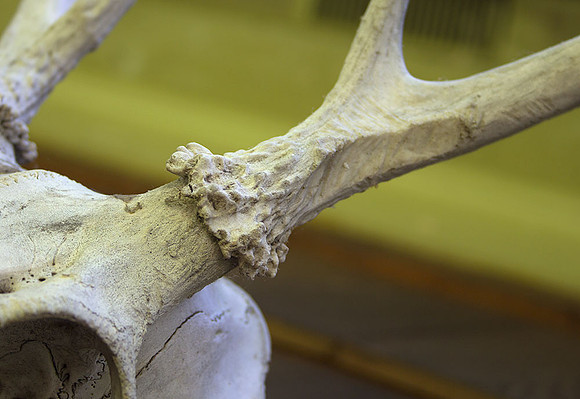 antlerchewed