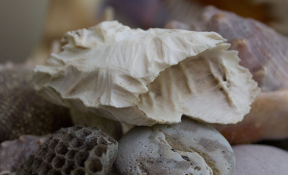 chewed-bone